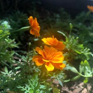 Meet your Posher, Militza